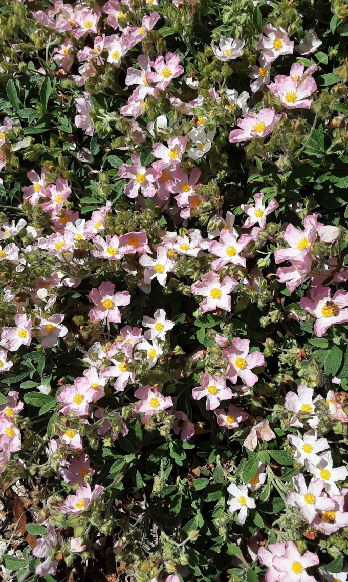 Cistus Greywood Perennial plant