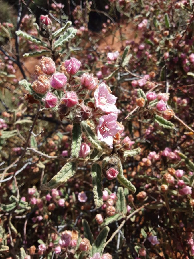 Commersonia magniflora Australian native plant