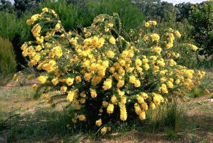 Petrophile serruriae Australian native plant