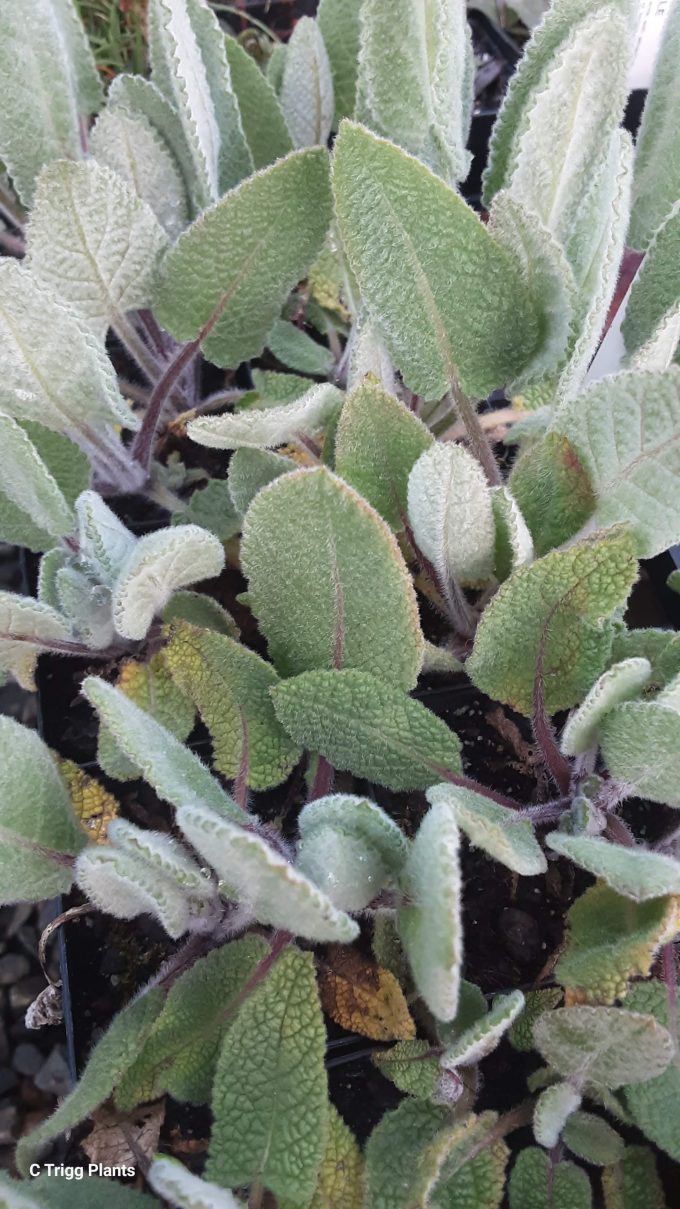 Salvia halophila perennial plant