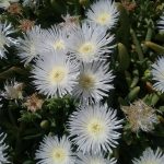 Carpabrotus rossii white form Australian native Plant