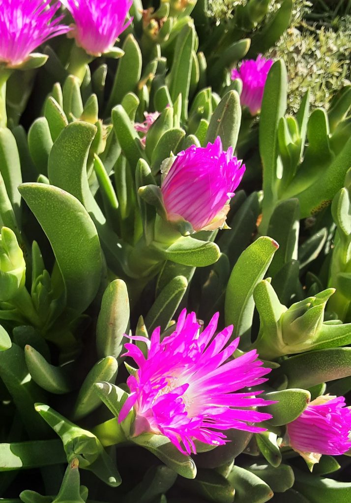 Carpobrotus rossii Australian native plant