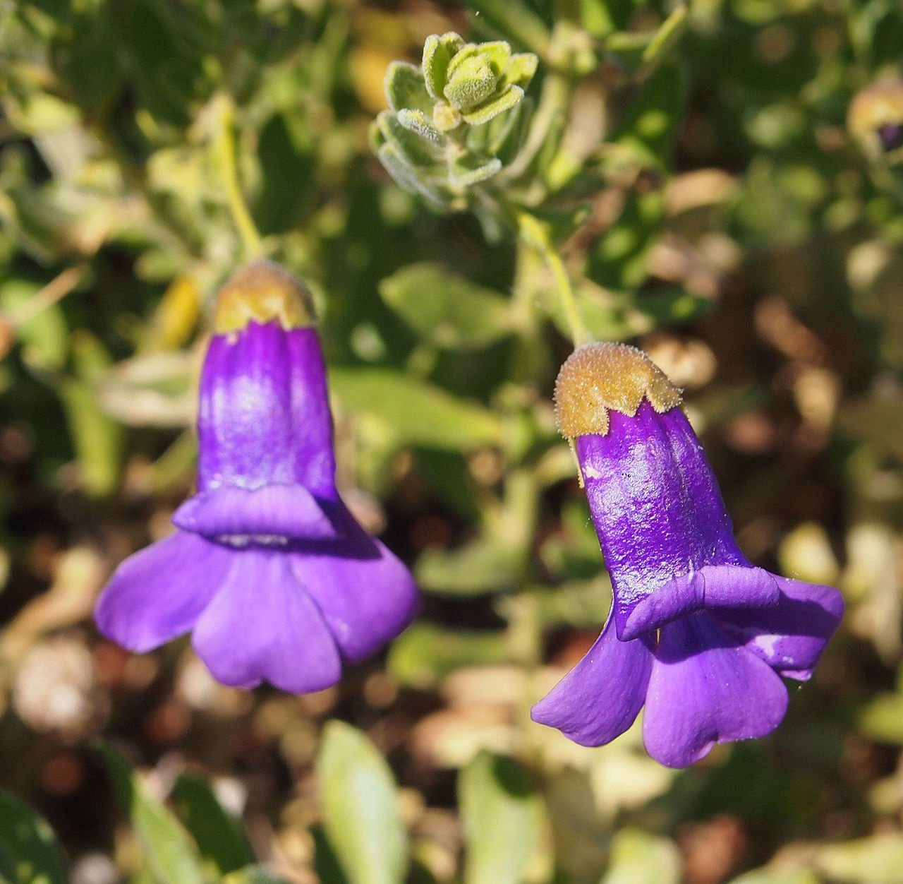 Eremophila macdonnellii in 50mm Forestry Tube – Trigg Plants