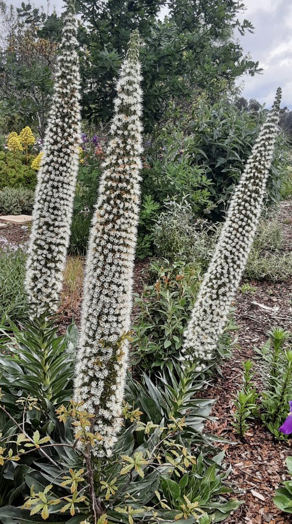 Echium pininana
