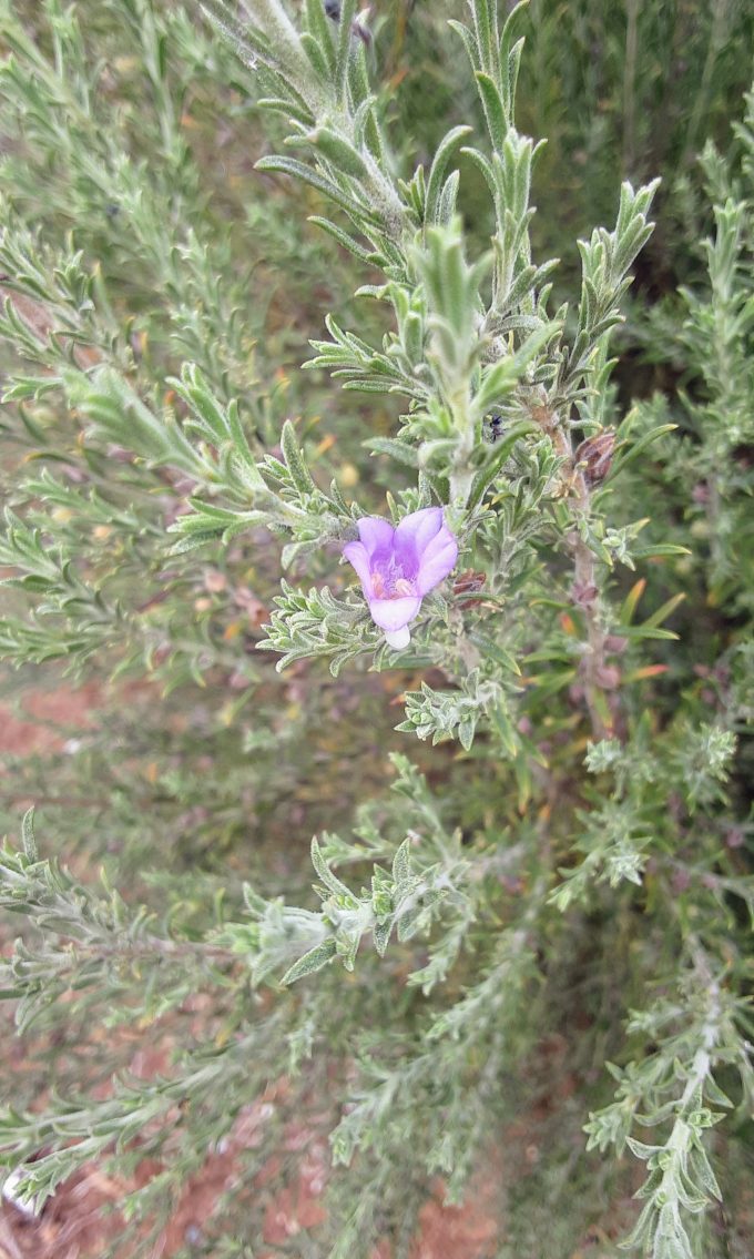 Eremophila praecox Australian native plant