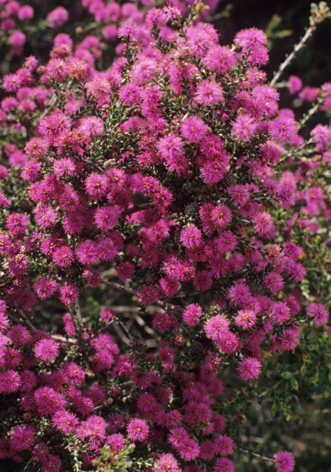 Melaleuca spathulata Australian native plant