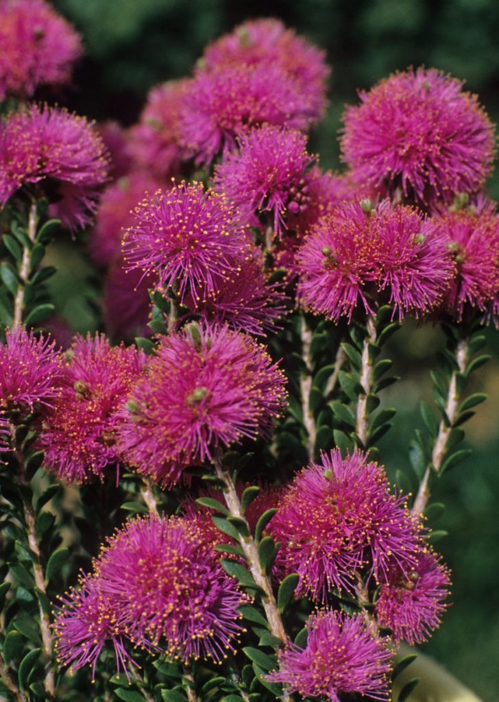 Melaleuca spathulata Australian native plant