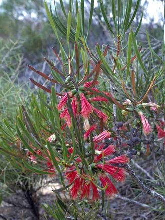 Calothamnus blepharospermus Australian native plant