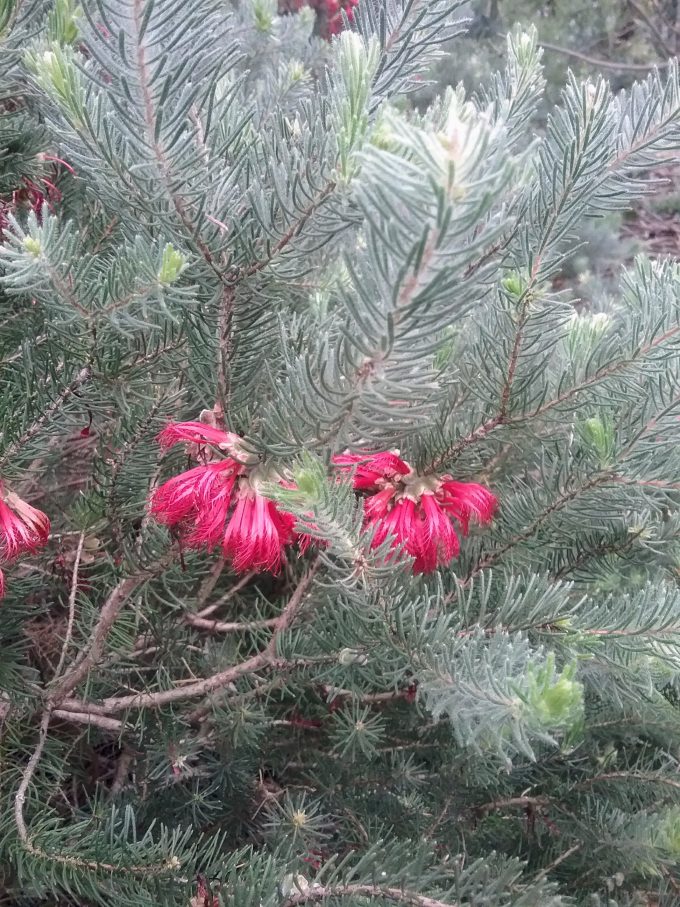 Calothamnus villosus Australian native plant