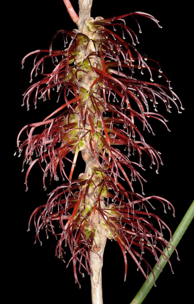 Calothamnus lateralis Australian native plant