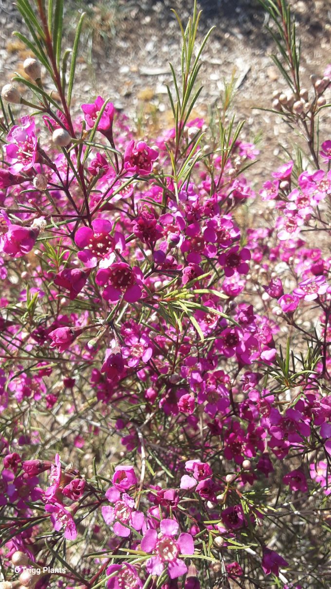 Chamelaucium uncinatum Burgundy Australian native plant