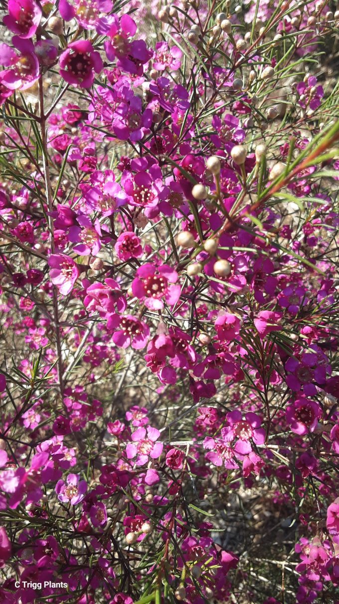 Chamelaucium uncinatum Burgundy Australian native plant