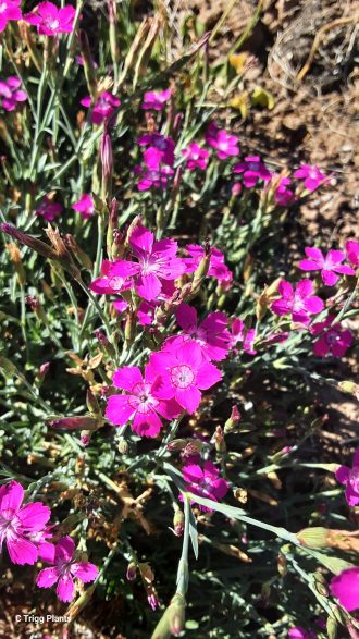 Dianthus deltoides pink Bare Rooted