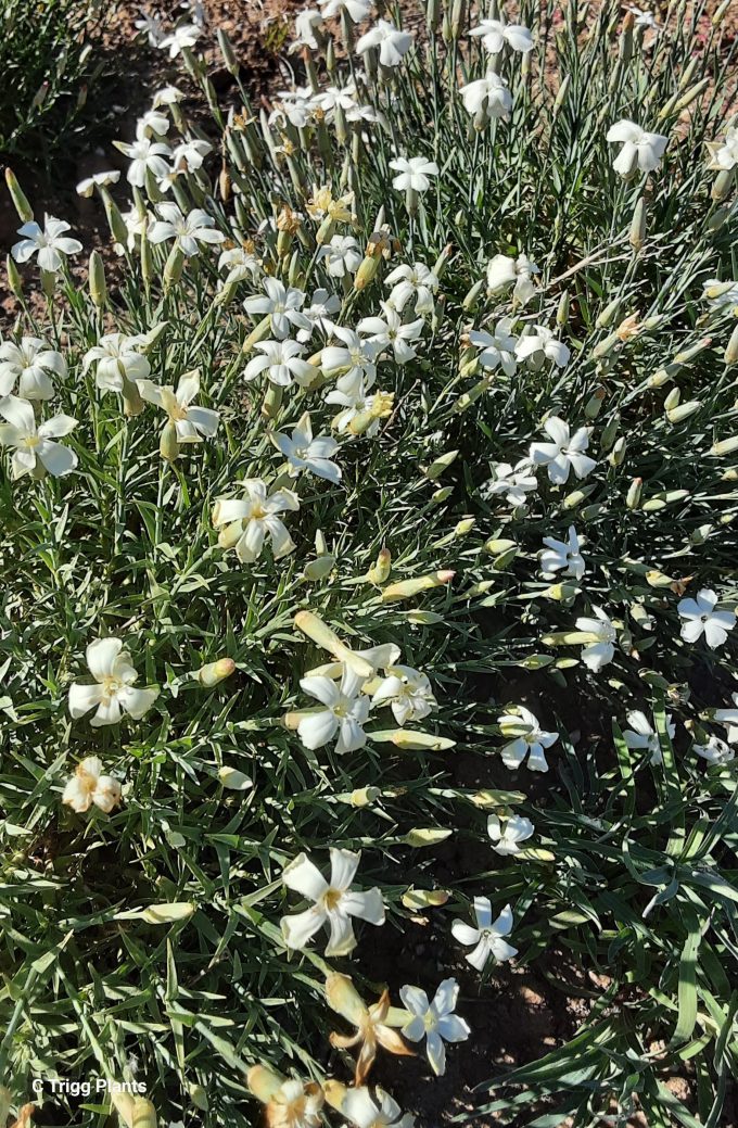 Dianthus deltoides white perennial plant