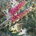 Grevillea Burgundy Beauty Australian native plant