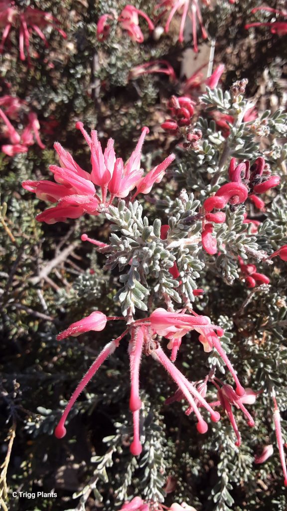 Grevillea Winter Delight in 50mm Forestry Tube – Trigg Plants