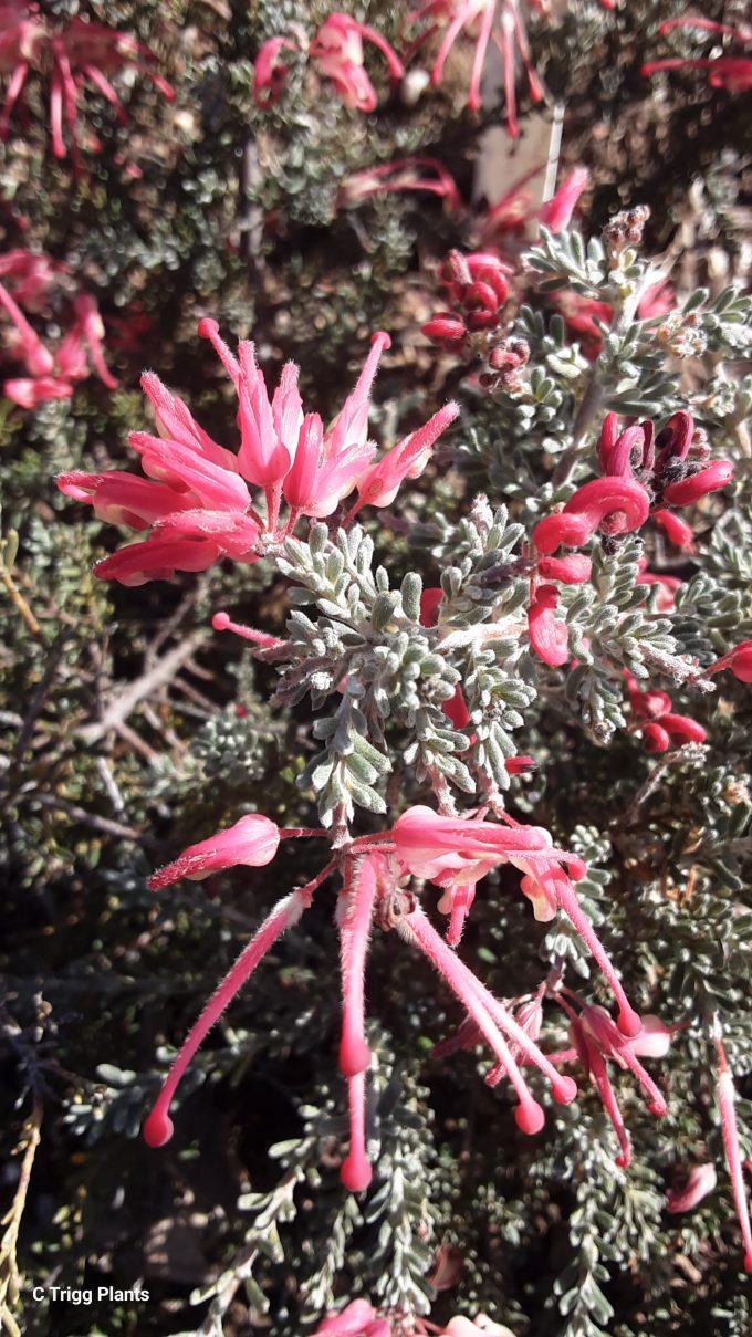 Grevillea Winter Delight Australian native plant