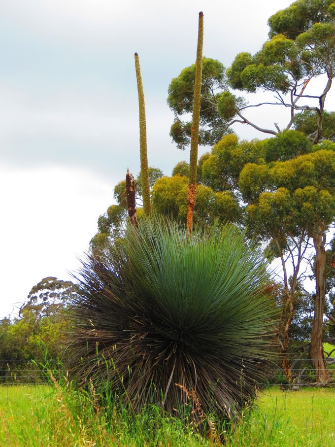 Xanthorrhoea semiplana Australian native plant