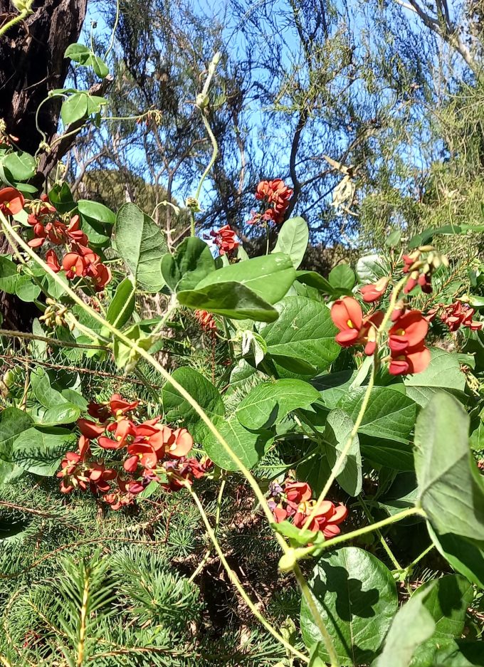 Kennedia laterita Australian native plant