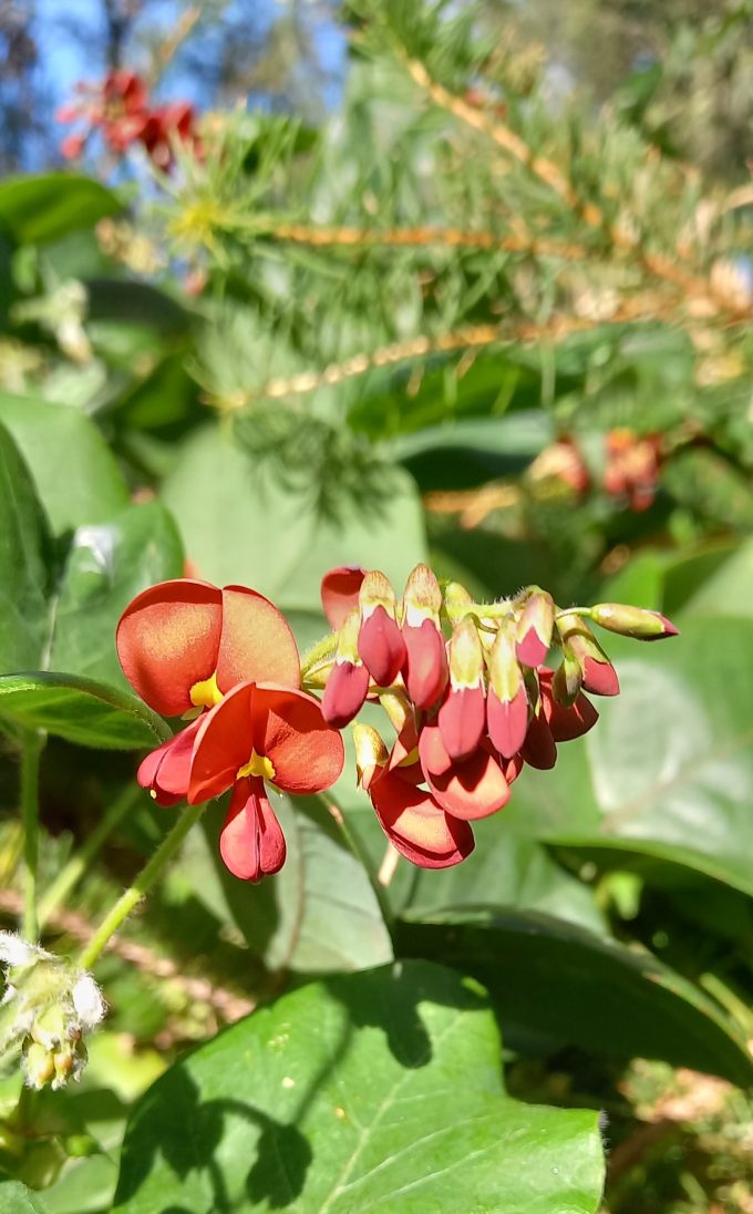 Kennedia laterita Australian native plant