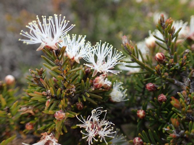 Melaleuca haplantha Australian native plant