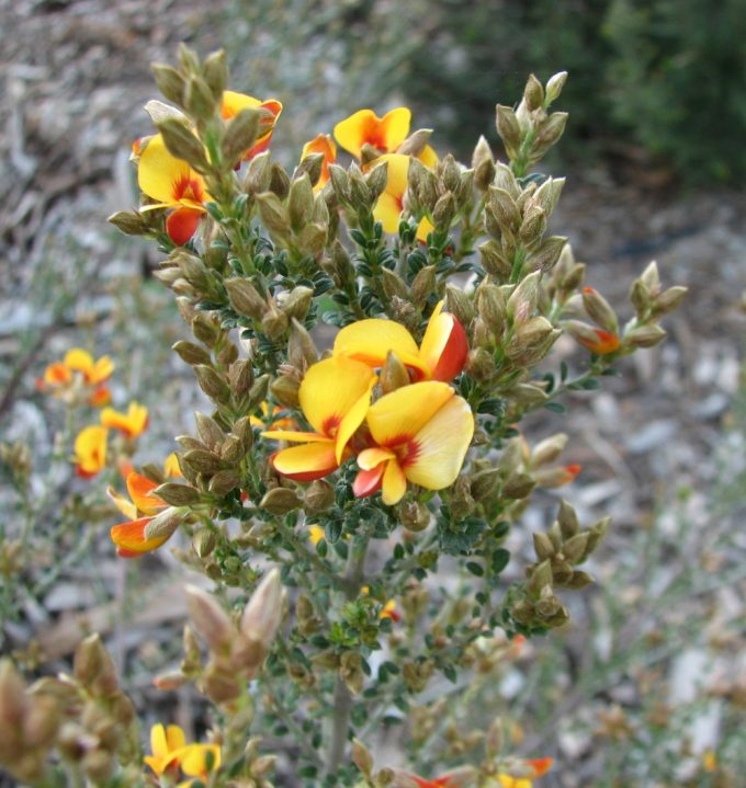 Mirbelia oxyloboides Australian native plant