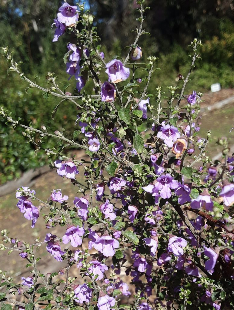 Prostanthera sieberi Australian native plant