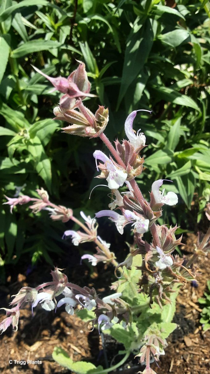 Salvia palestina perennial plant