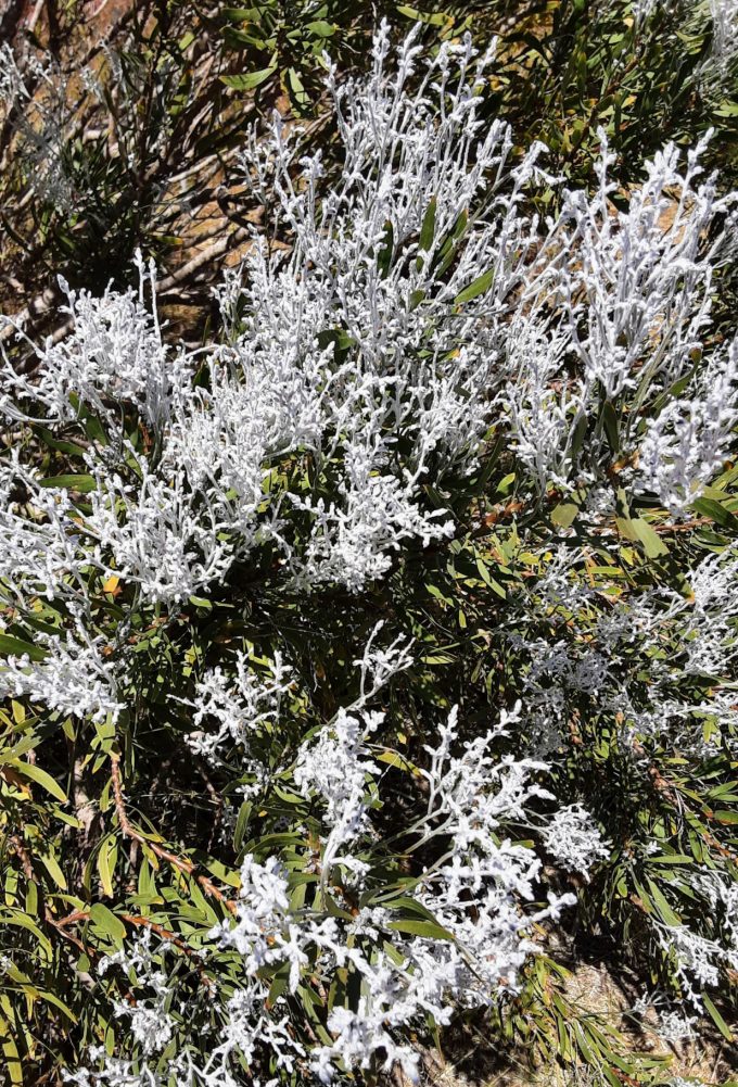 Conospermum triplinervium Australian native plant