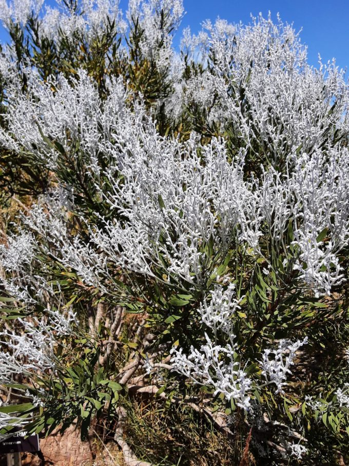 Conospermum triplinervium Australian native plant