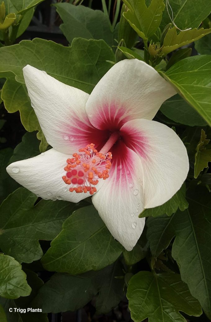 Hibiscus Fijian White in 85mm Squat Pot
