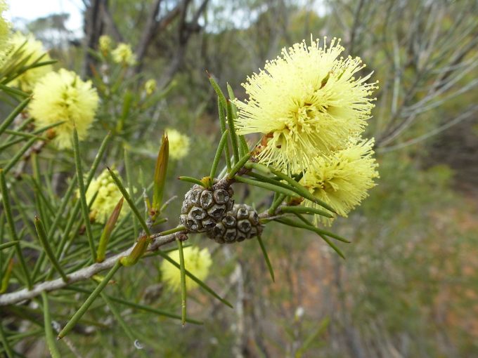 Melaleuca vinnula Australian native plant