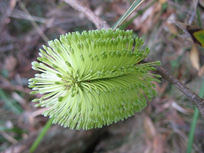 Banksia integrifolia ssp monticola Australian native plant