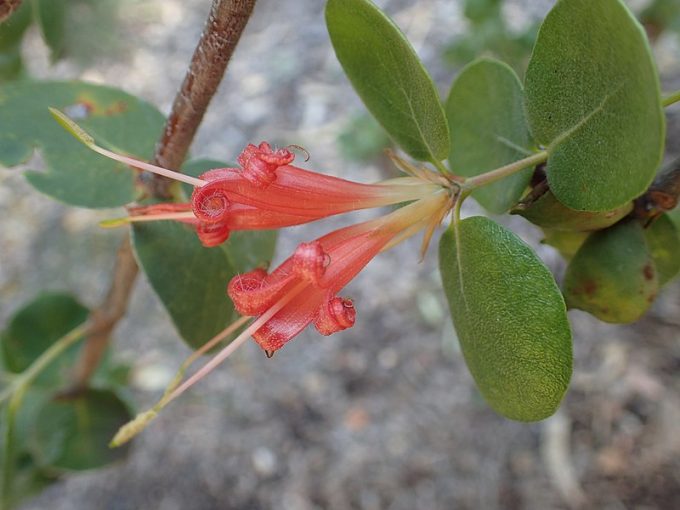 Lambertia orbifolia Australian native plant