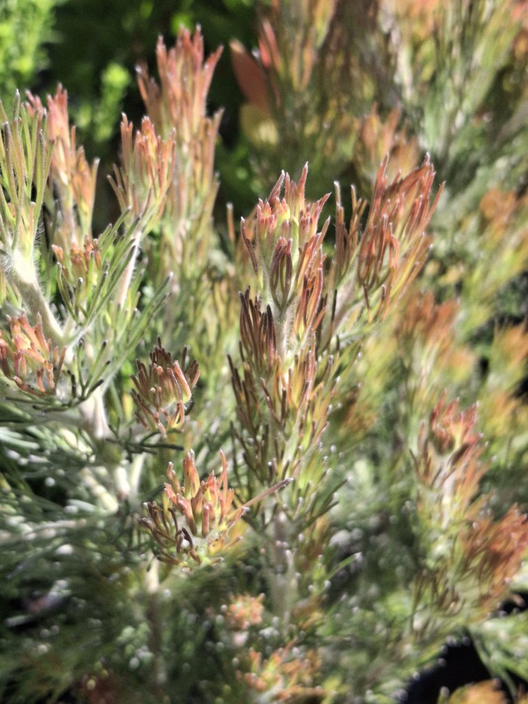 Adenanthos sericeus Bronze Glow Australian native plant