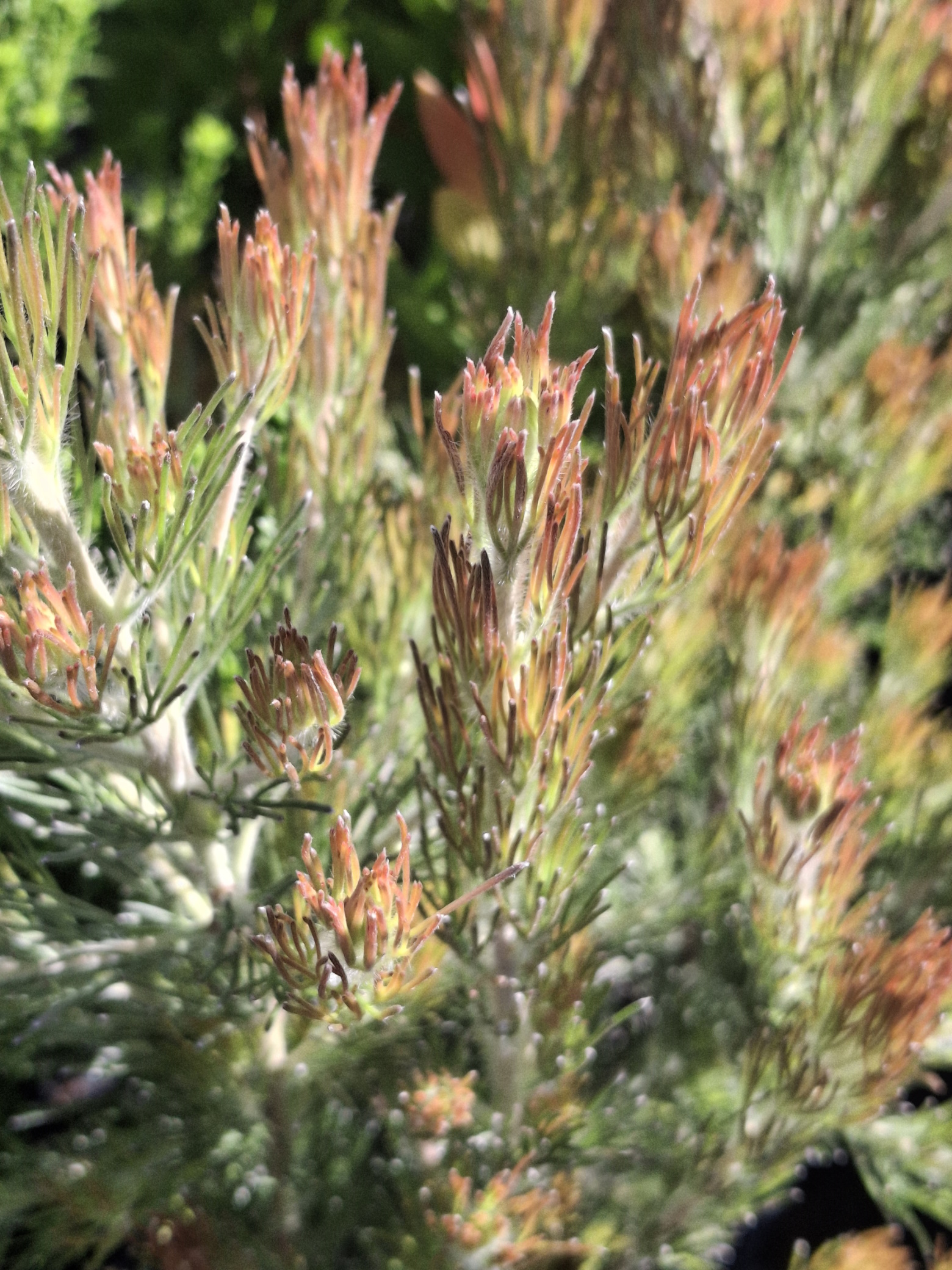 Adenanthos sericeus Bronze Glow Australian native plant