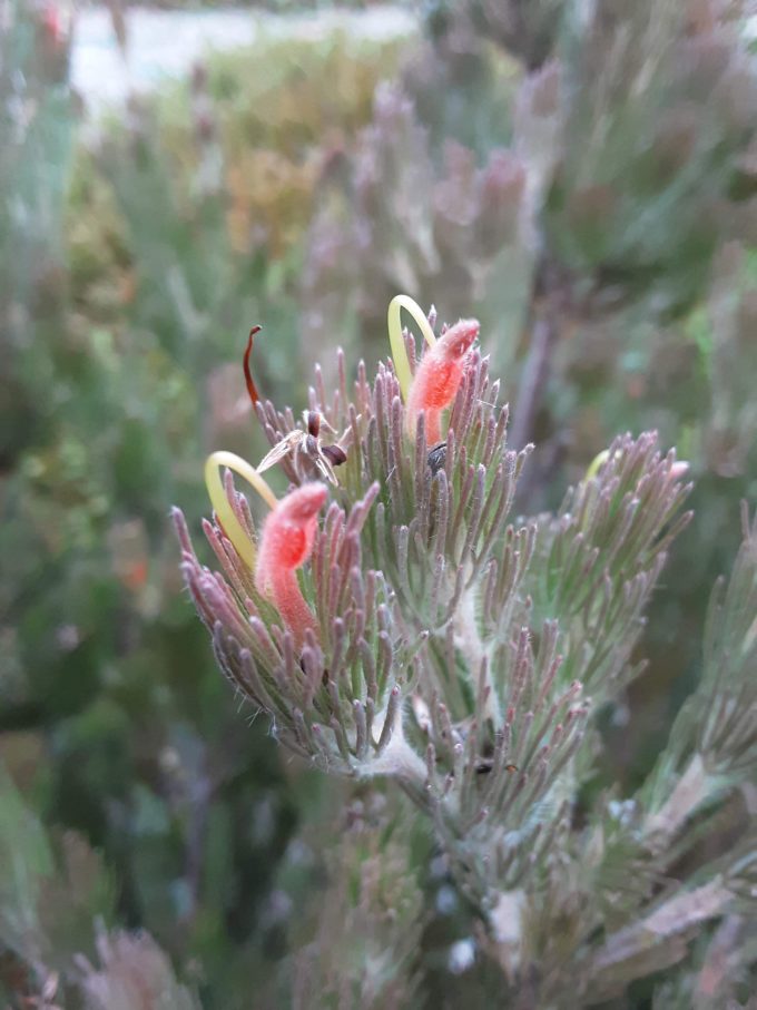 Adenanthos cygnorum Australian native plant