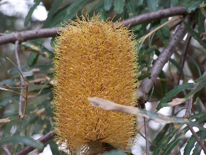 Banksia littoralis Australian native plant