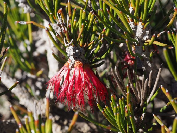 Calothamnus gibbosus Australian native plant