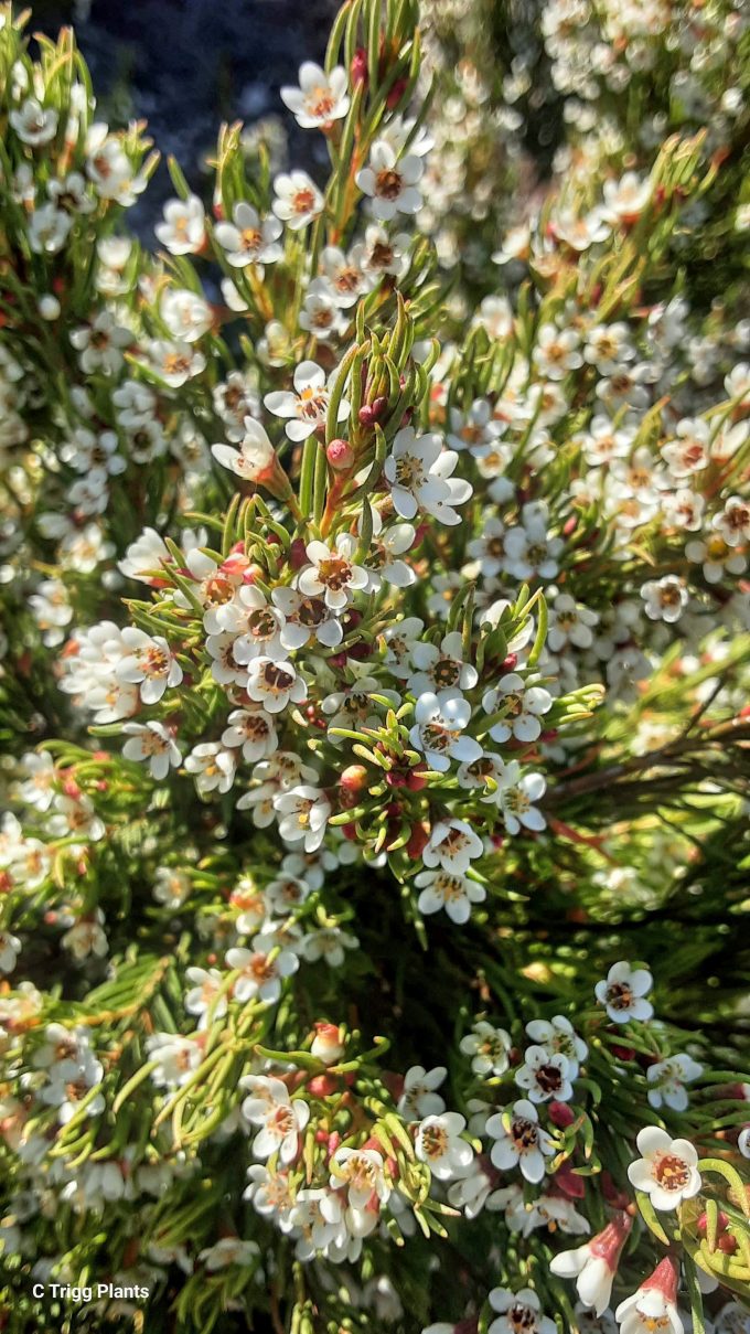 Chamelaucium floriferum Mt Franklin Australian native plant