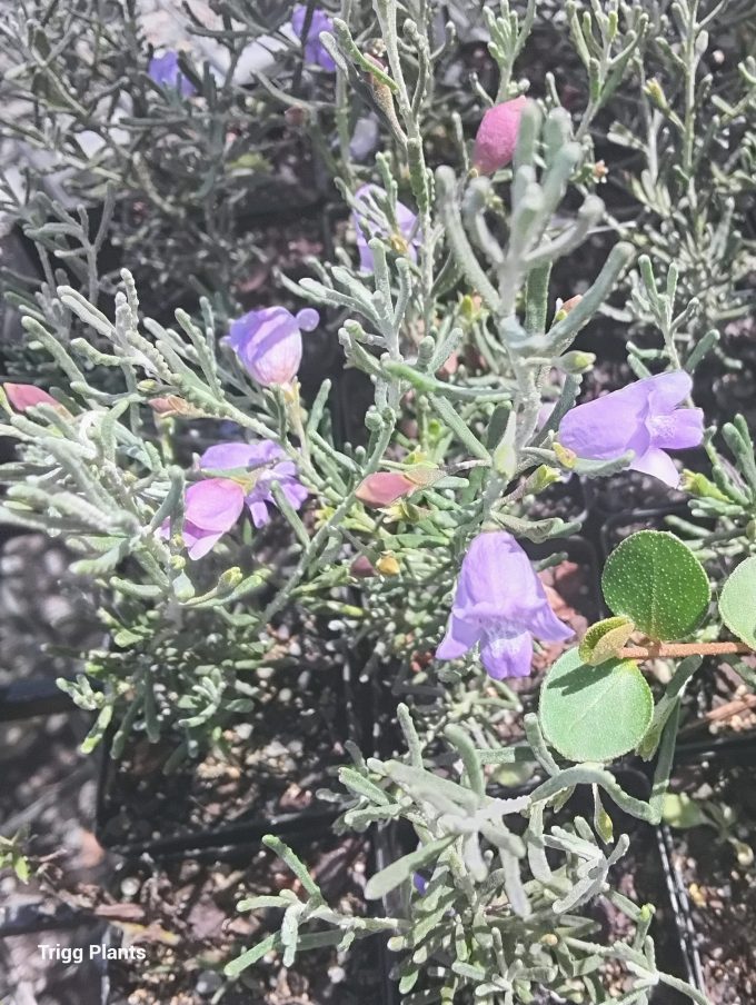Eremophila clavata Australian native plant