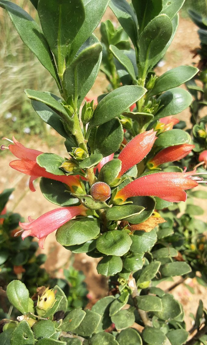Eremophila glabra ssp psammophora Australian native plant