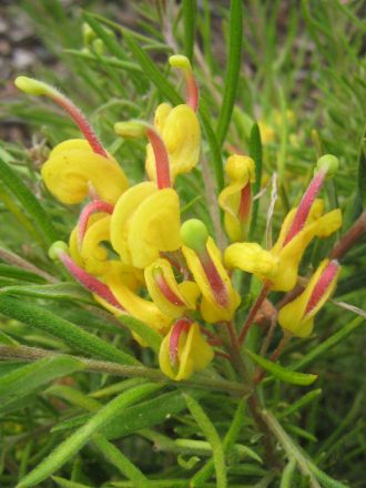 Grevillea alpina x rosmarinifolia Gold Rush Australian Native plant