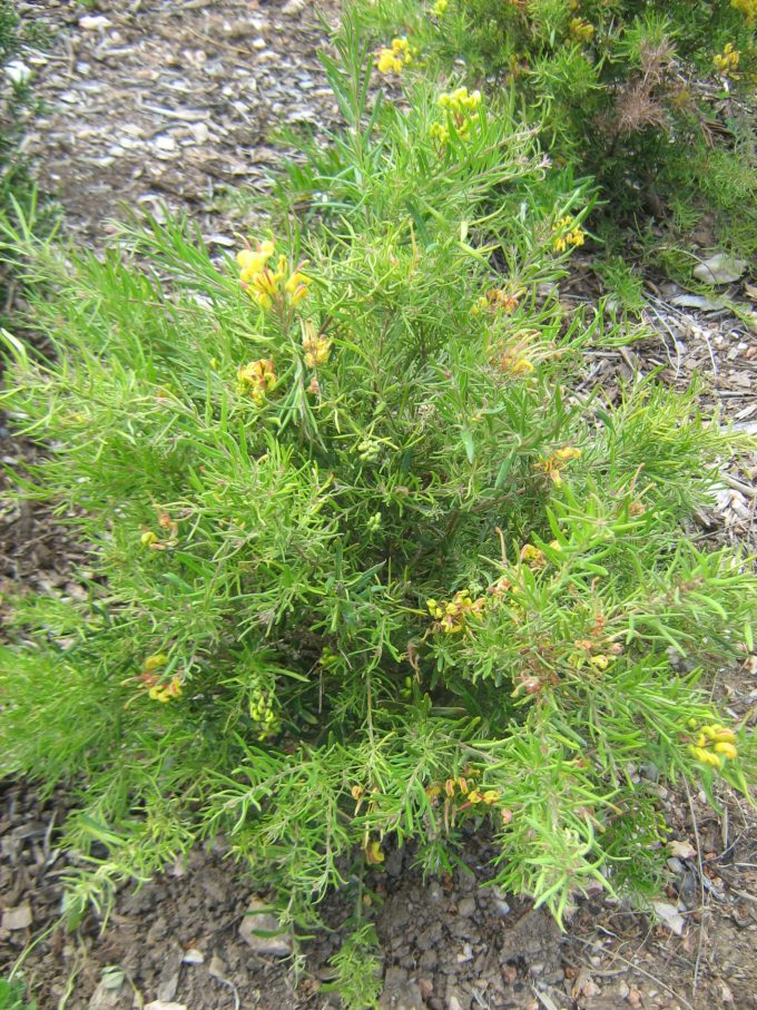 Grevillea alpina x rosmarinifolia Gold Rush Australian Native plant