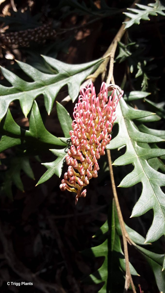 Grevillea Poorinda Anticipation Australian Native Plant