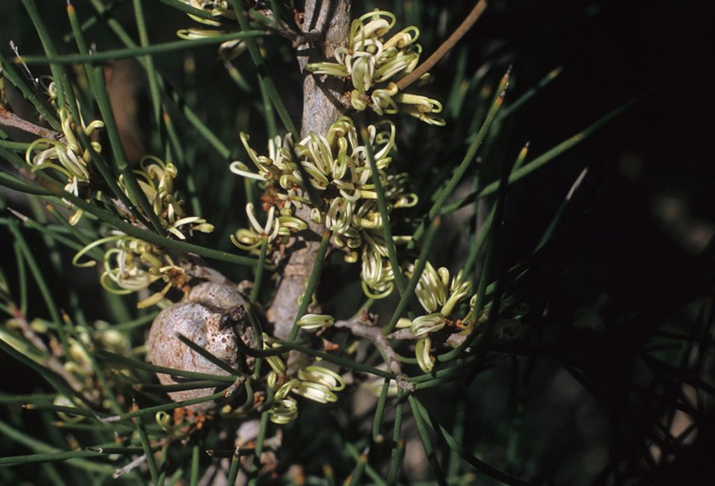Hakea vittata Australian native plant