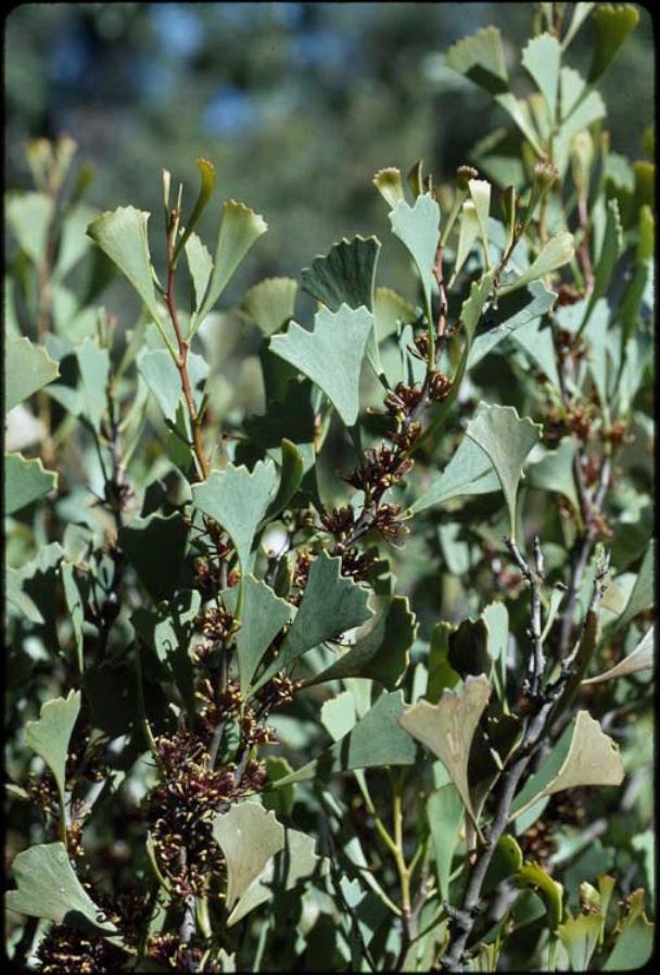 Hakea flabellifolia Australian native plant