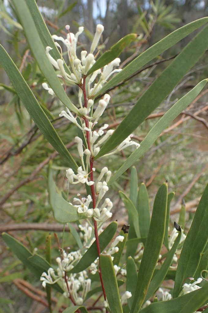 Hakea lasianthoides Australian native plant
