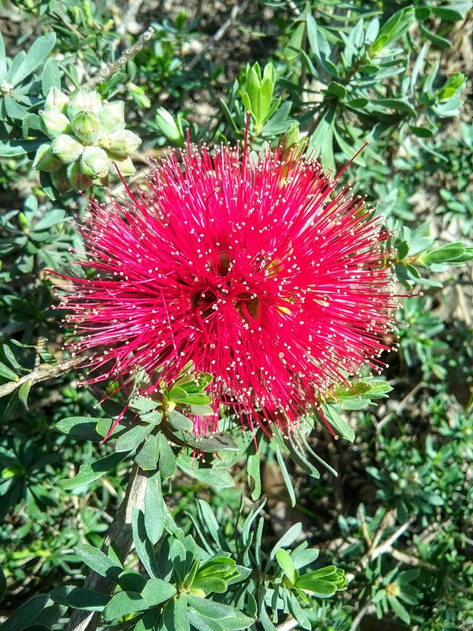Kunzea pulchella Australian native plant