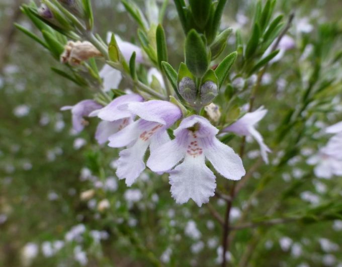Prostanthera behriana Australian native plant